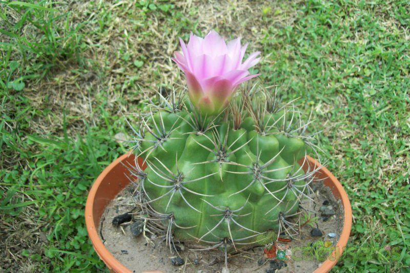 Una foto de Gymnocalycium mostii