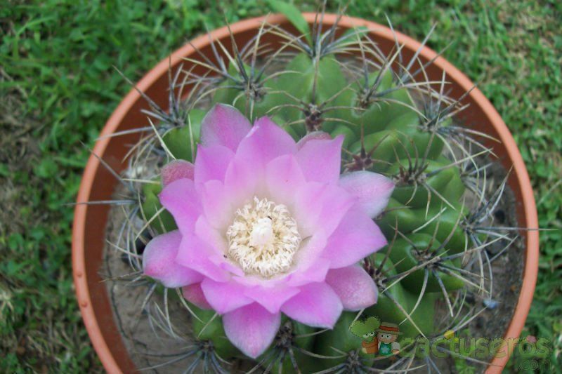 Una foto de Gymnocalycium mostii