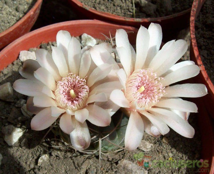A photo of Gymnocalycium ritterianum