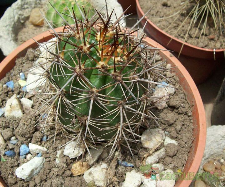 A photo of Eriosyce islayensis