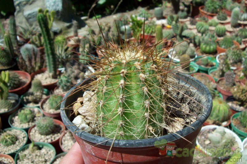 A photo of Echinocereus engelmanii
