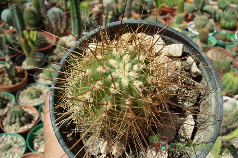 A photo of Echinocereus engelmanii