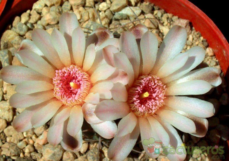 A photo of Gymnocalycium ritterianum