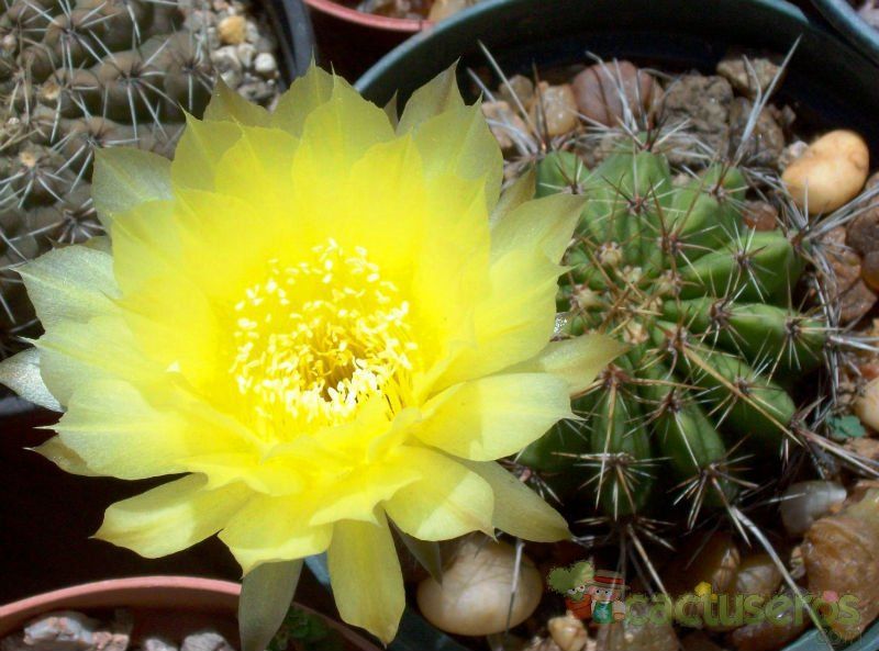 Una foto de Echinopsis aurea