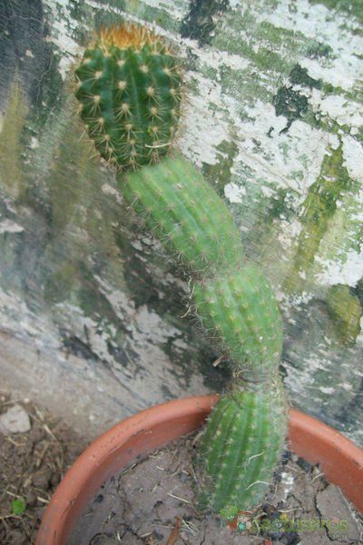 A photo of Echinopsis thelegonoides
