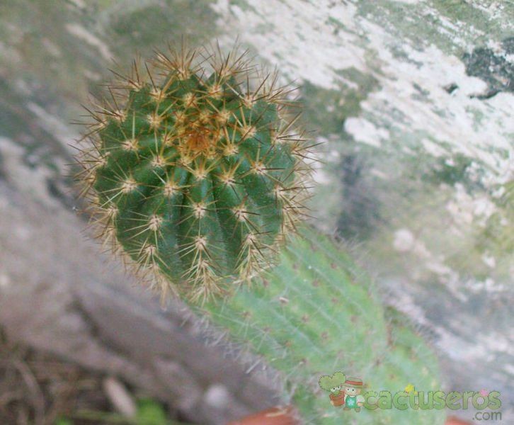 A photo of Echinopsis thelegonoides