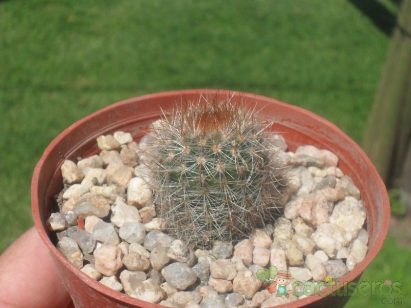 A photo of Parodia scopa