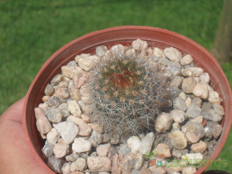 A photo of Parodia scopa