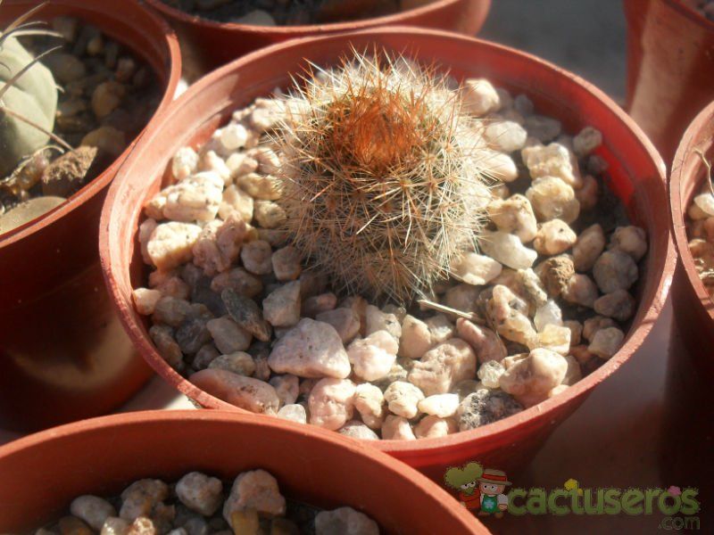 A photo of Parodia scopa