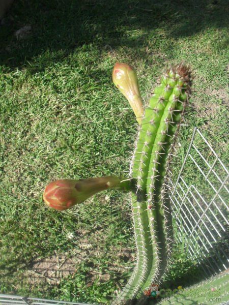 A photo of Backebergia militaris