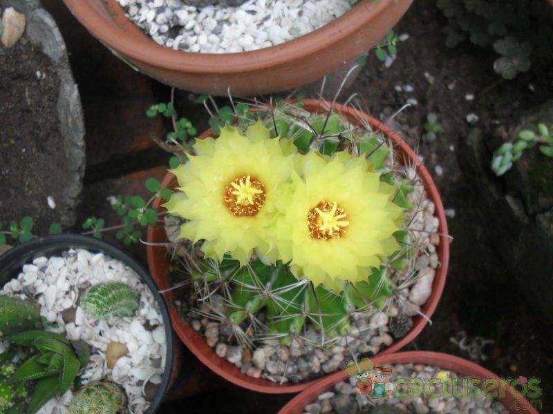 A photo of Thelocactus setispinus