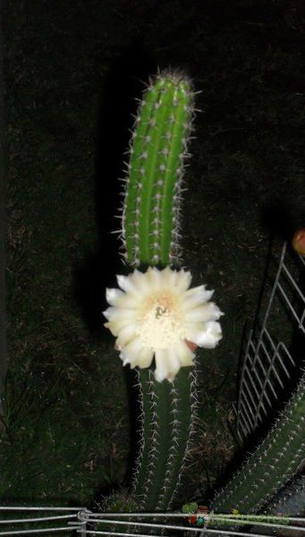 A photo of Backebergia militaris