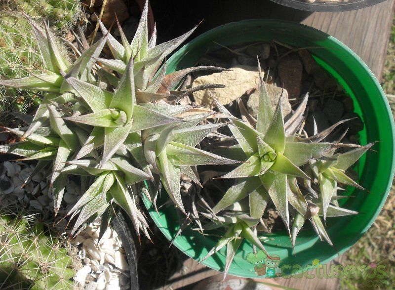 Una foto de Deuterocohnia brevifolia