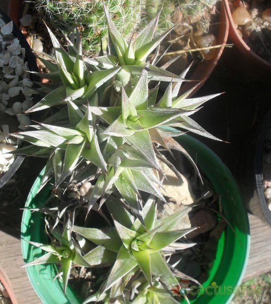 Una foto de Deuterocohnia brevifolia