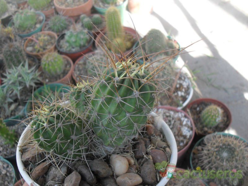 A photo of Echinopsis caineana