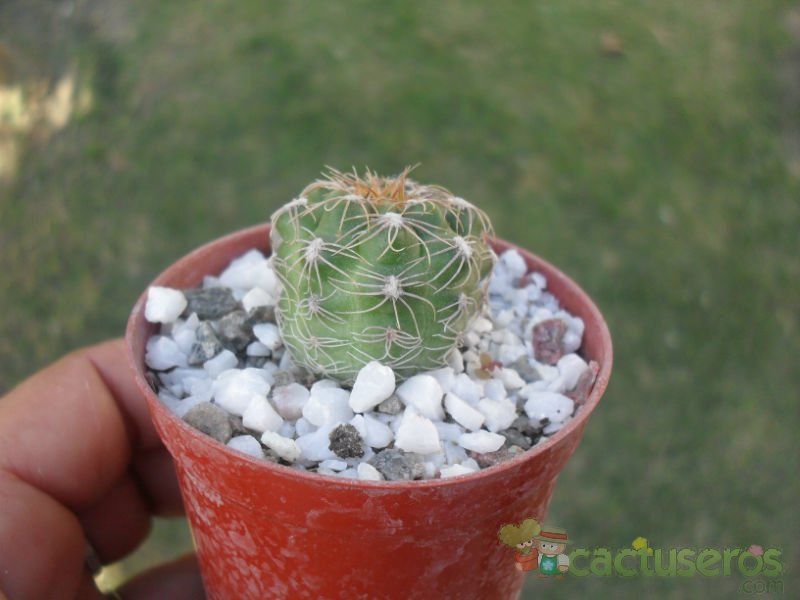 Una foto de Gymnocalycium calochlorum