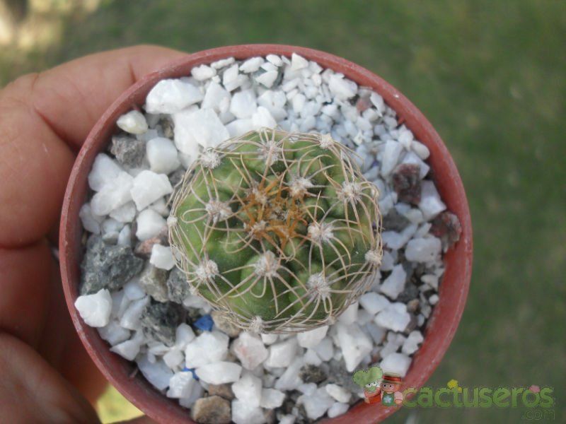Una foto de Gymnocalycium calochlorum