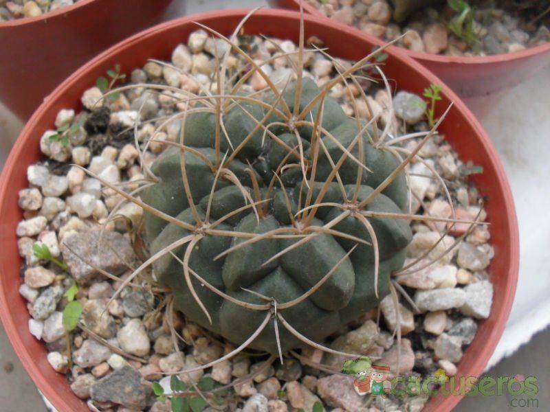 A photo of Gymnocalycium ritterianum