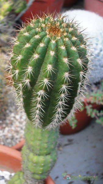 A photo of Echinopsis thelegonoides
