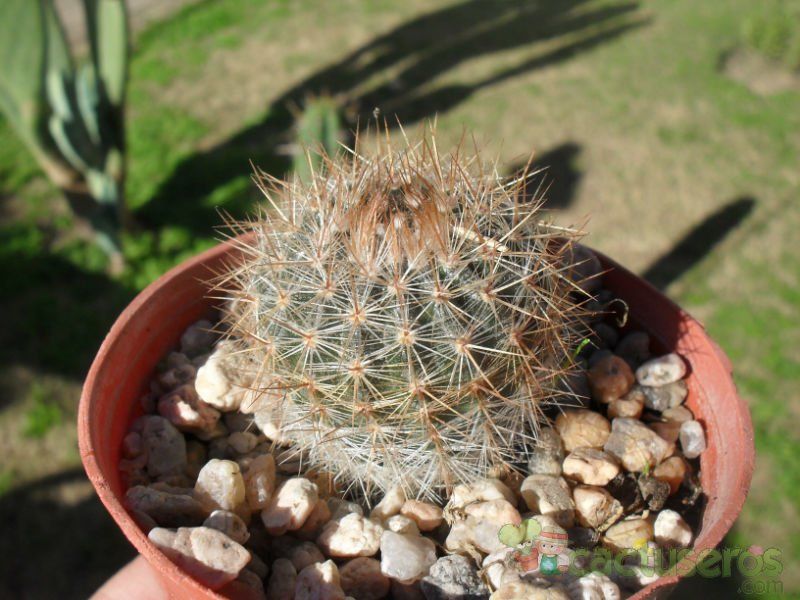 A photo of Parodia scopa