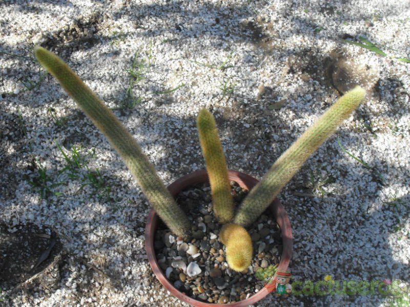 Una foto de Cleistocactus winteri