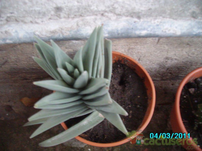 A photo of Crassula perfoliata