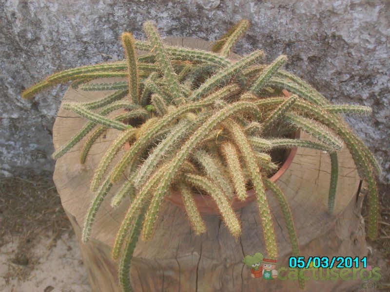 Una foto de Aporophyllum HIBRIDO