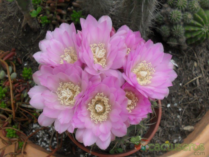 Una foto de Gymnocalycium mostii