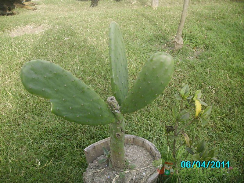 A photo of Opuntia ficus-indica