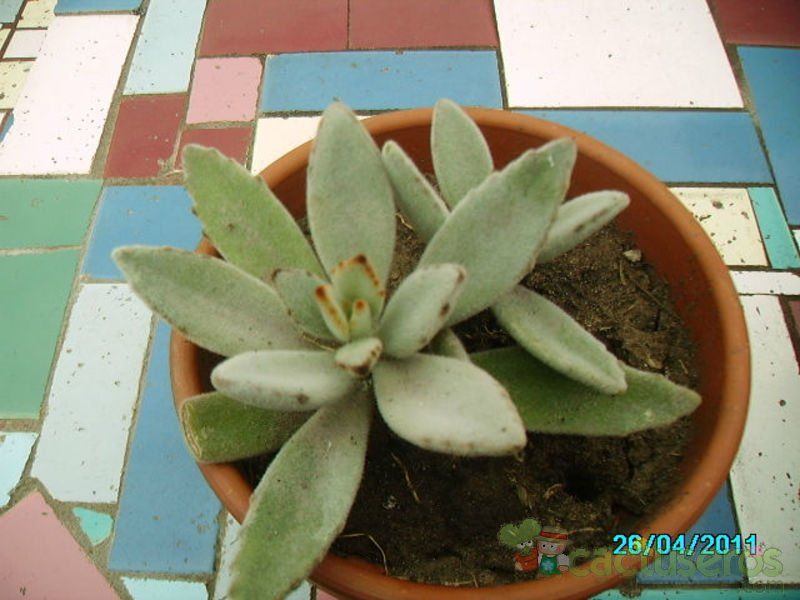 A photo of Kalanchoe tomentosa