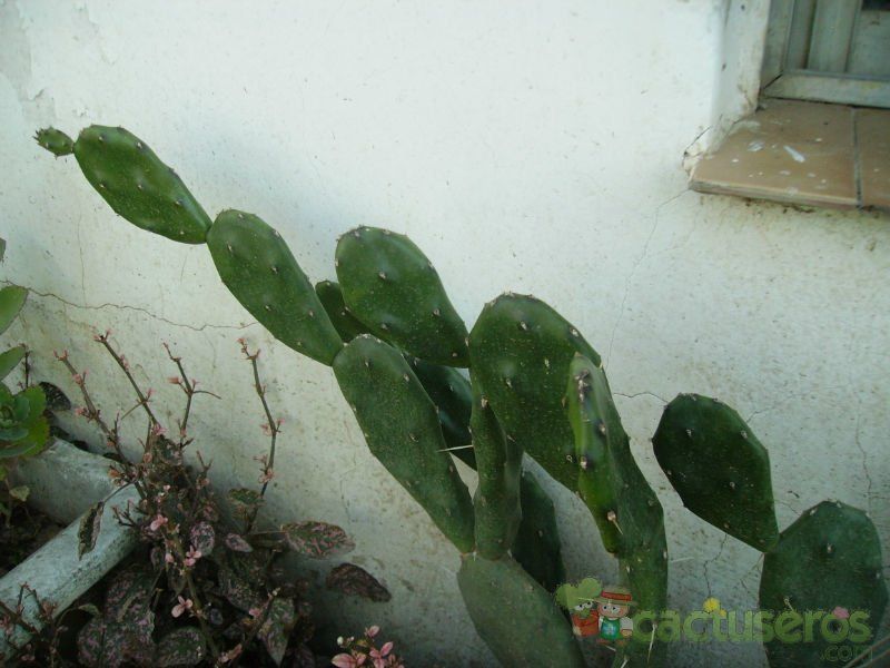 Una foto de Opuntia paraguayensis