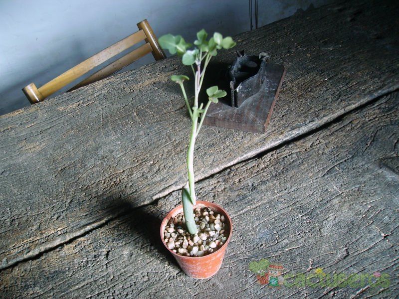 A photo of Senecio articulatus