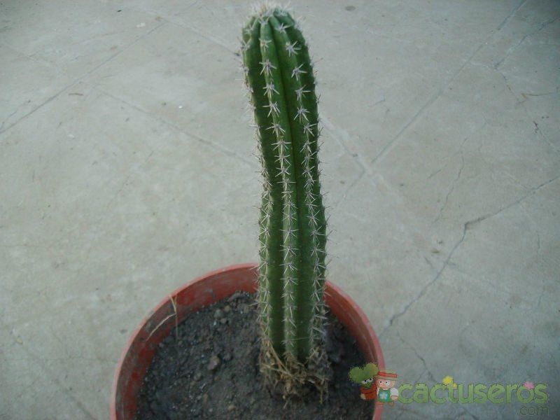 A photo of Backebergia militaris