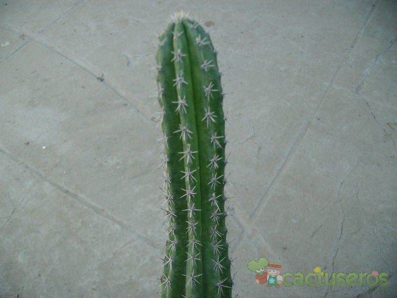 A photo of Backebergia militaris
