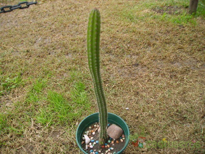 A photo of Backebergia militaris