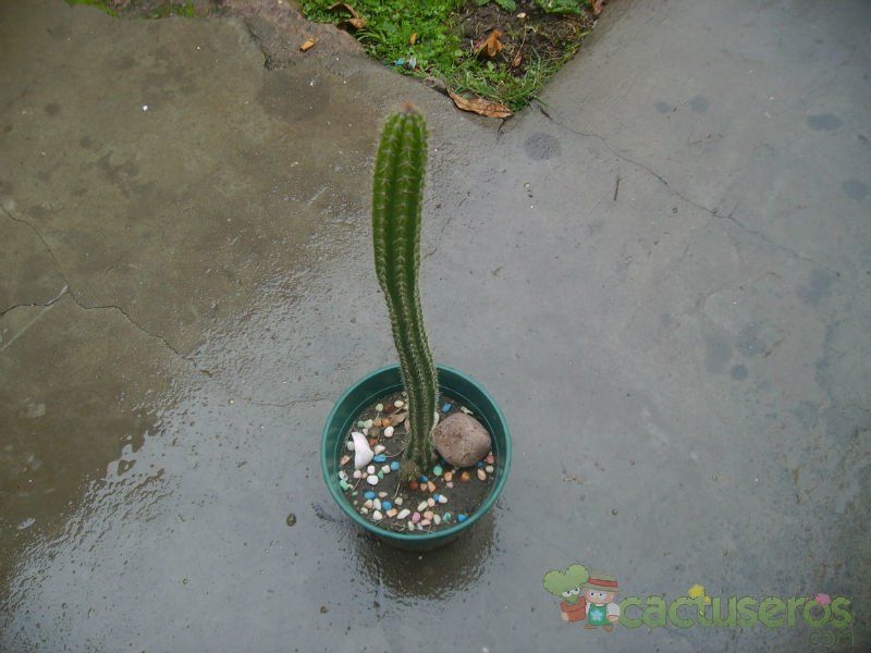 A photo of Backebergia militaris