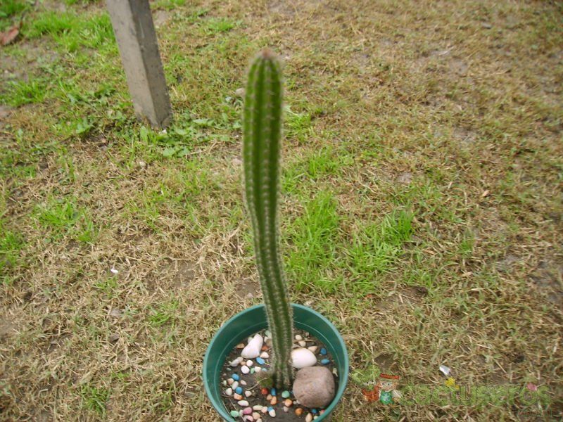 A photo of Backebergia militaris