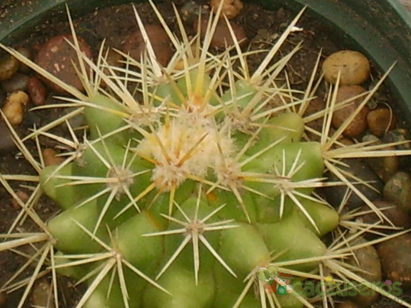 A photo of Echinocactus grusonii