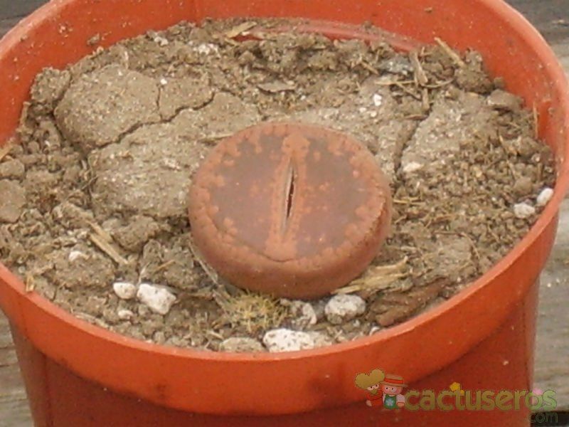 Una foto de Lithops aucampiae ssp. aucampiae var. aucampiae