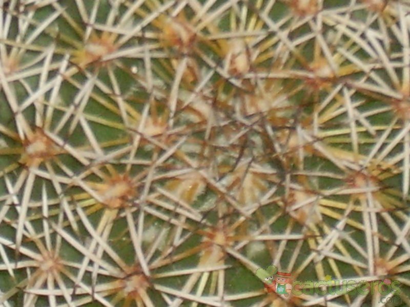 Una foto de Coryphantha compacta