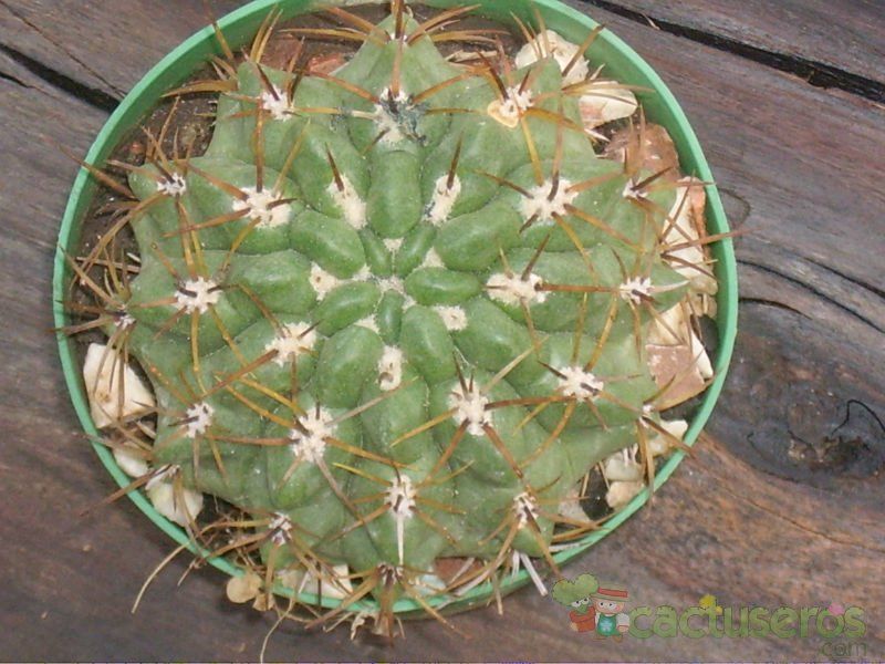 A photo of Gymnocalycium monvillei ssp. achirasense