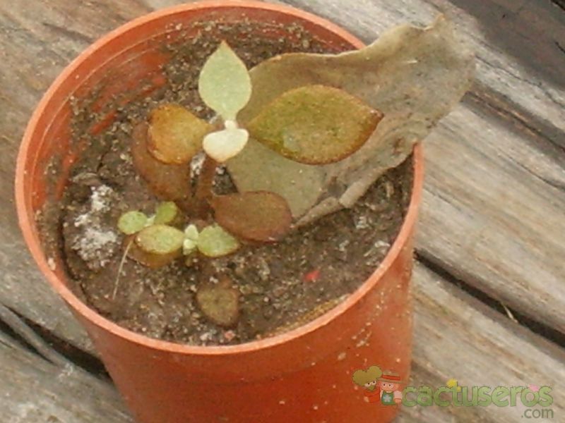 A photo of Kalanchoe orgyalis