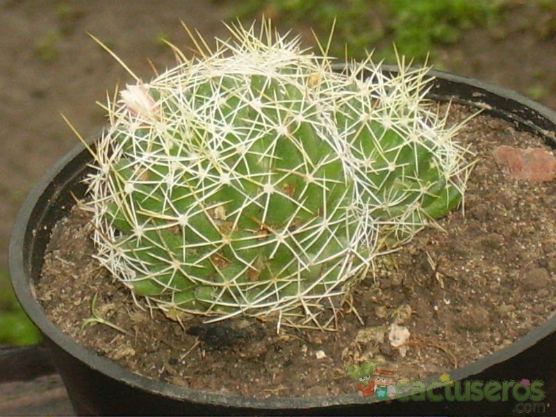 A photo of Mammillaria decipiens ssp. decipiens