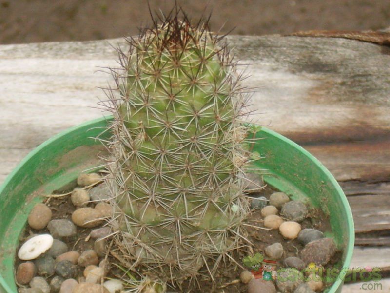 Una foto de Mammillaria mazatlanensis