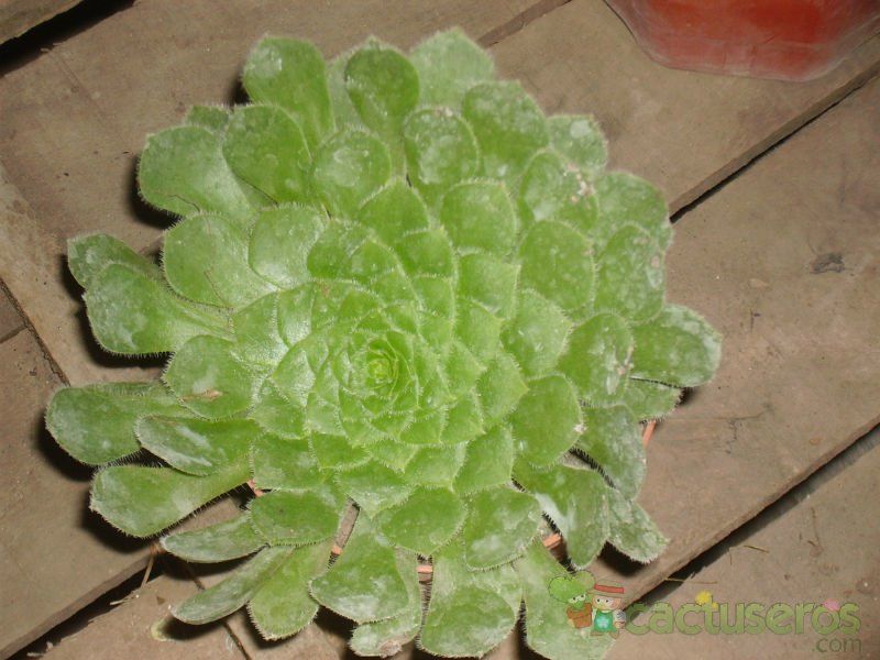 Una foto de Aeonium tabuliforme