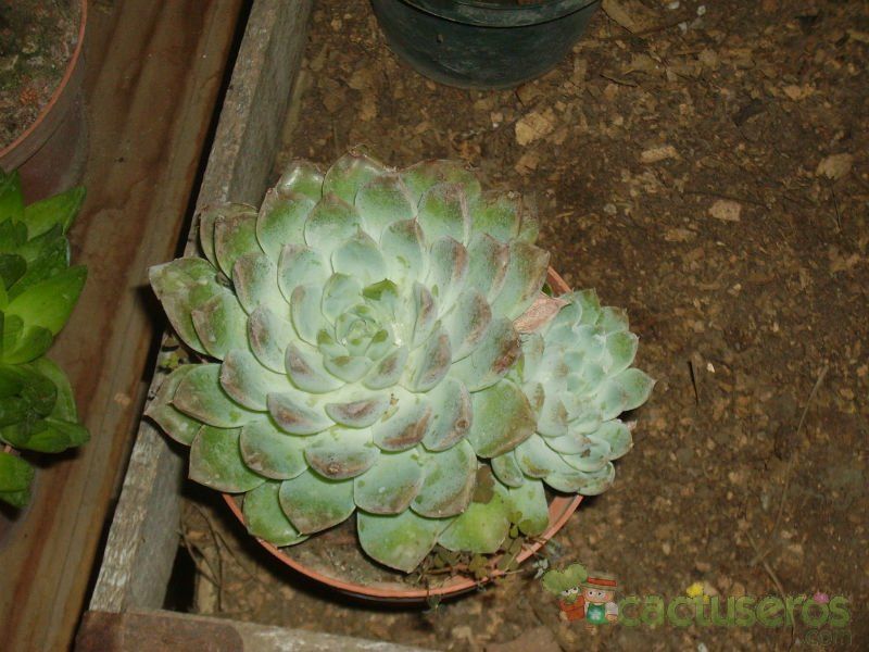 A photo of Echeveria minima
