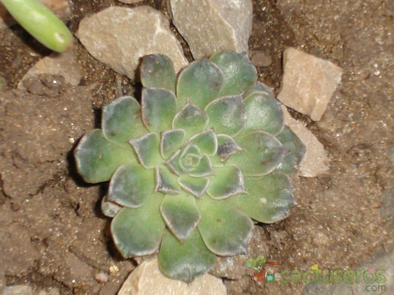 Una foto de Graptopetalum bellum