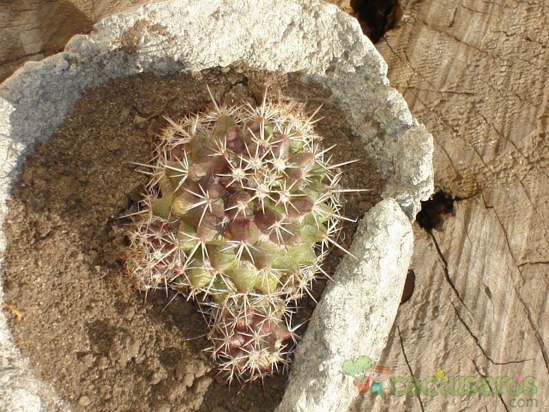 A photo of Mammillaria voburnensis ssp. voburnensis