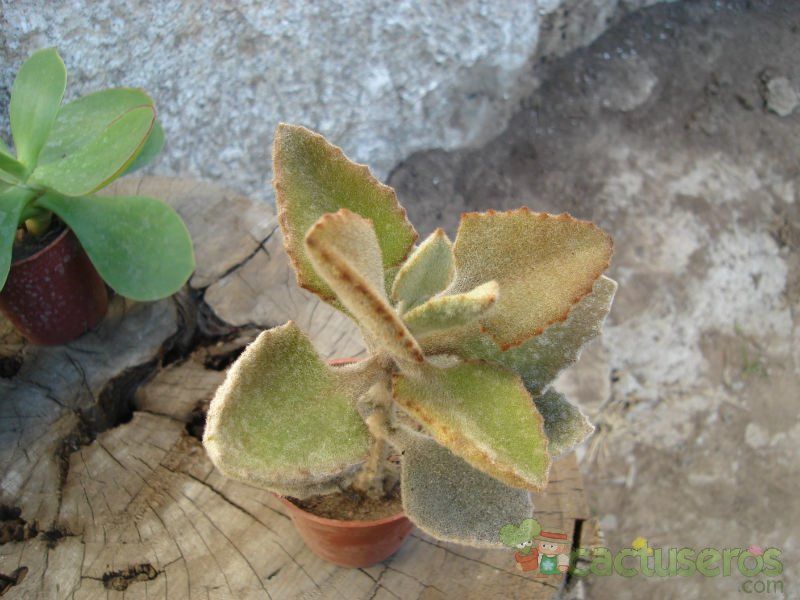 Una foto de Kalanchoe beharensis cv. fang