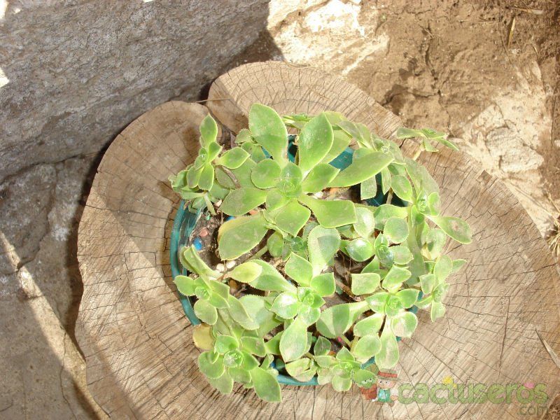 Una foto de Aeonium gomerense